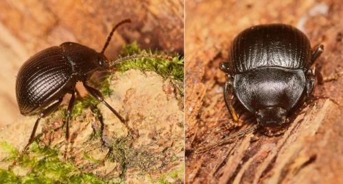 Accanthopus velikensis