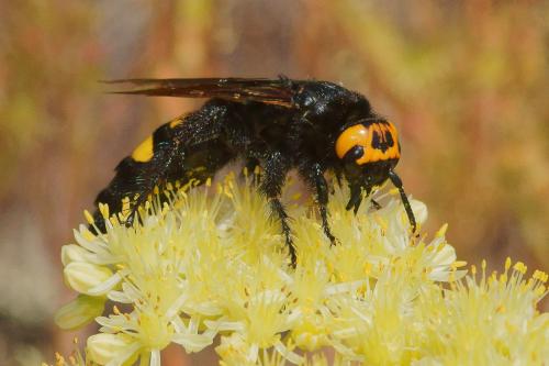 Réf. 158 791 : Megascolia maculata