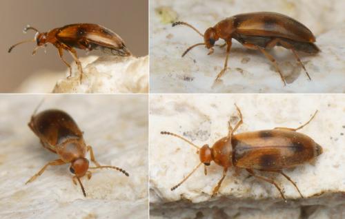 Réf. 158 403 : Anaspis maculata
