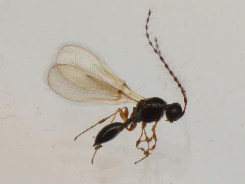 Trichopria sp.