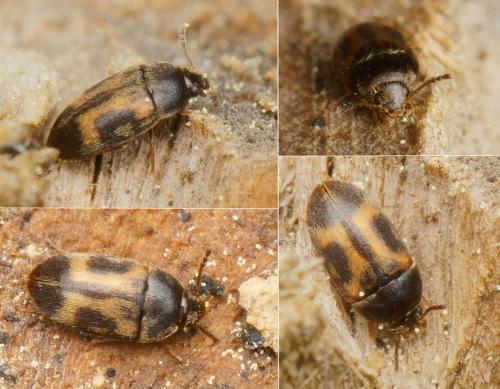 Litargus balteatus