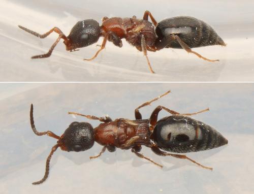 Heterocoelia ruficollis