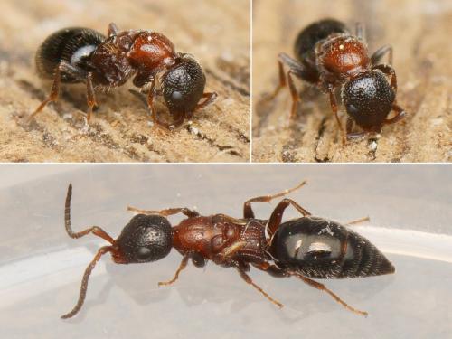 Heterocoelia ruficollis