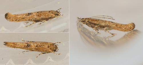 Réf. 158 536 : Coccidiphila sp.