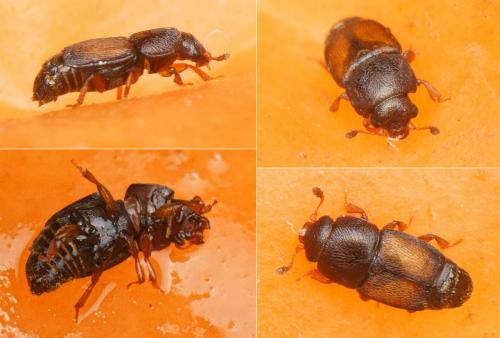 Carpophilus nepos