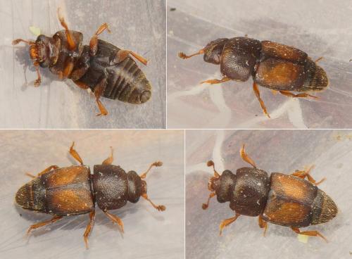 Carpophilus nepos