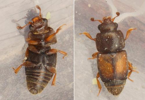 Réf. 158 641 : Carpophilus nepos