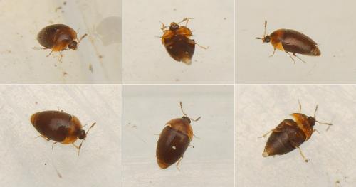 Réf. 158 671 : Sericoderus brevicornis