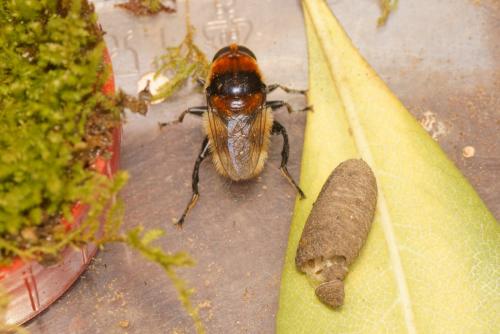 Merodon equestris