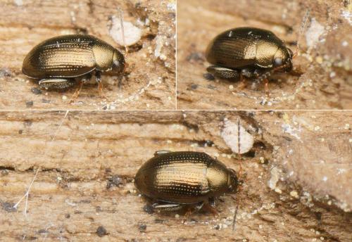 Réf. 158 818 : Chaetocnema sp.