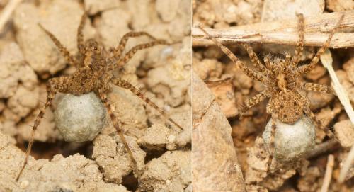 Pardosa sp.