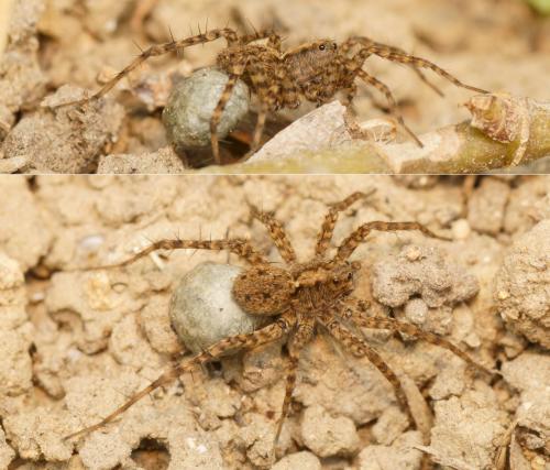 Pardosa sp.
