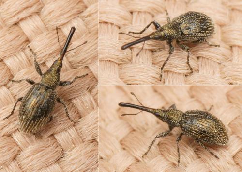 Phrissotrichum tubiferum