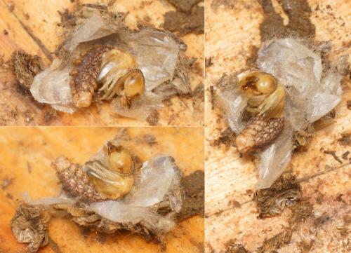 Réf. 158 894 : Libelloides coccajus