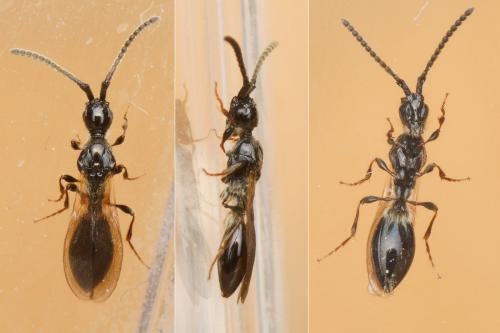 Réf. 158 945 : Coptera sp.