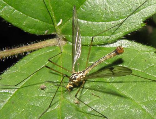 Nephrotoma quadrifaria