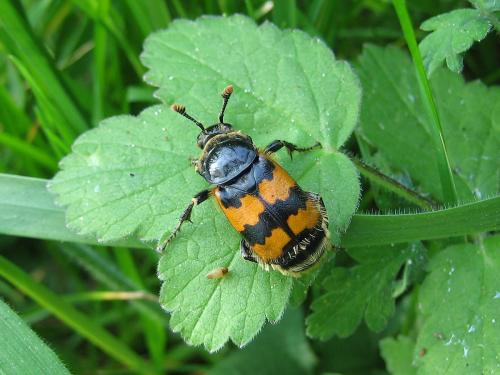 Nicrophorus vespillo
