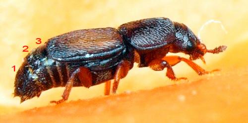 Carpophilus nepos