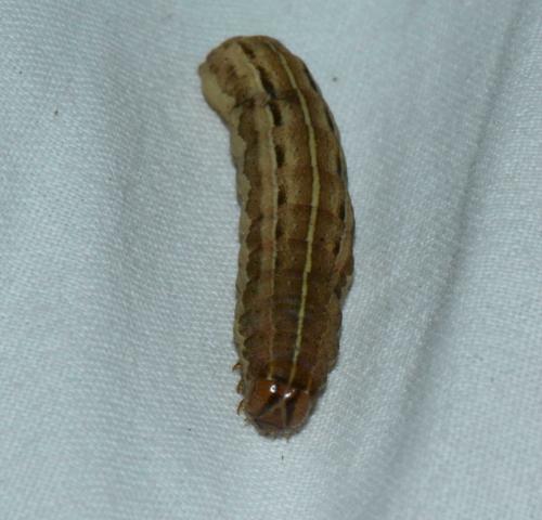Xestia xanthographa