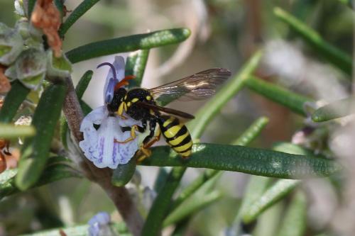 Nomada succincta