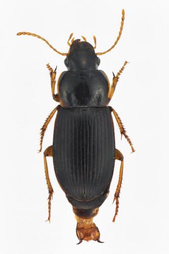 Harpalus luteicornis