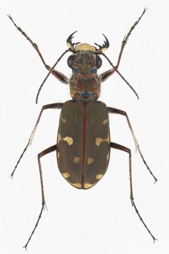 Réf. 158 795 : Calomera littoralis nemoralis