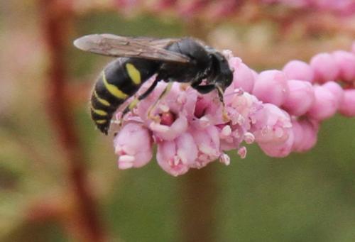Réf. 158 742 : Bembecinus sp.