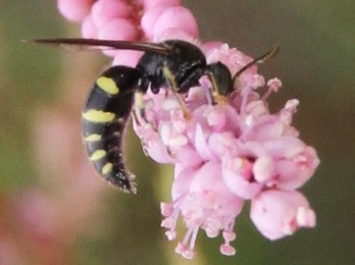 Réf. 158 743 : Bembecinus sp.