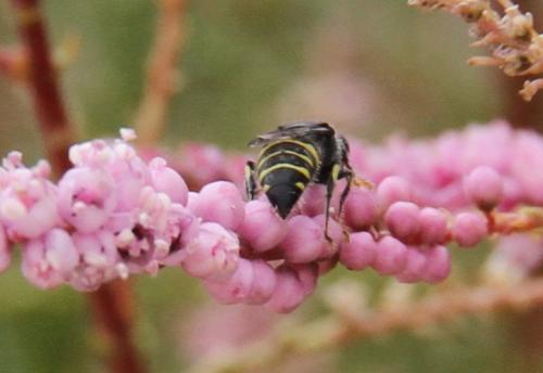 Réf. 158 744 : Bembecinus sp.