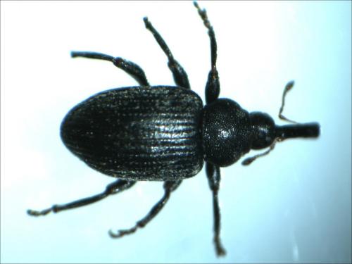 Réf. 158 222 : Hypera meles