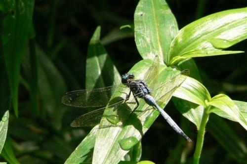 Orthetrum stemmale