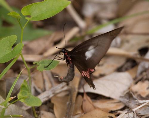Parides sp.