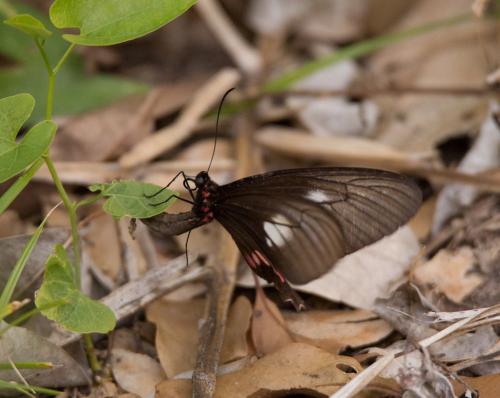 Réf. 158 478 : Parides sp.