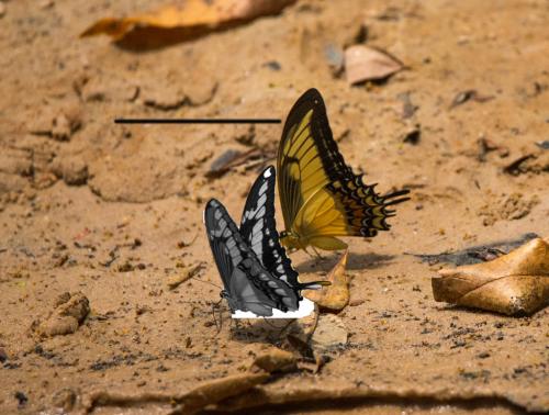 Papilio astyalus