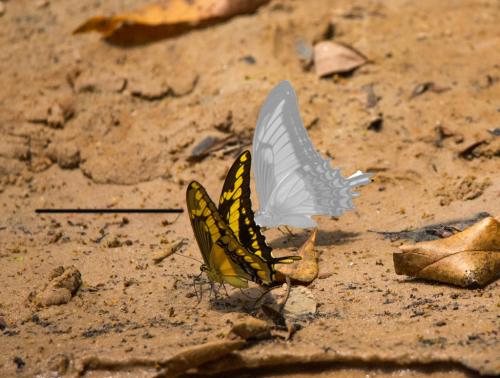 Papilio thoas