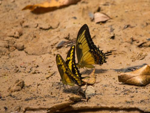 Papilio sp.