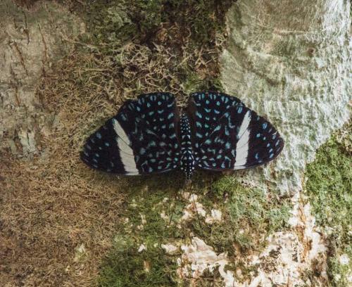 Hamadryas velutina