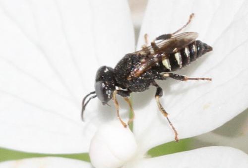 Oxybelus haemorrhoidalis