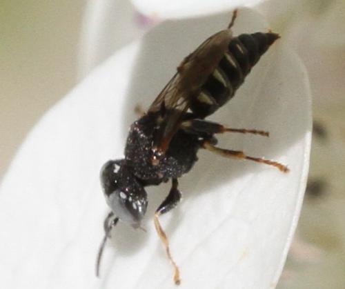 Oxybelus haemorrhoidalis
