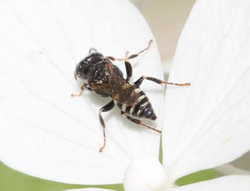 Oxybelus haemorrhoidalis