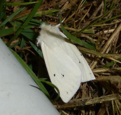 Spilosoma sp.