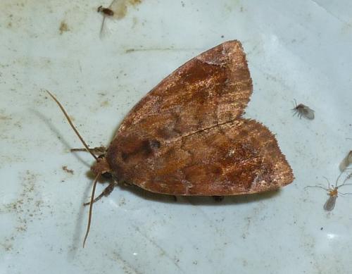 Réf. 158 335 : Cosmia pyralina