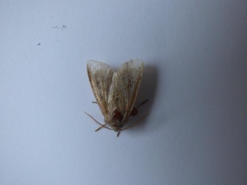 Orthosia sp.