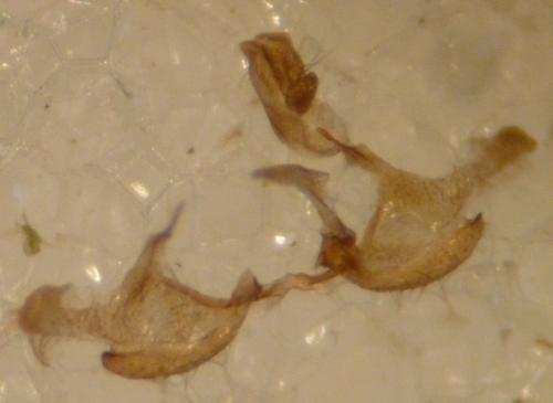 Coleophora sp.