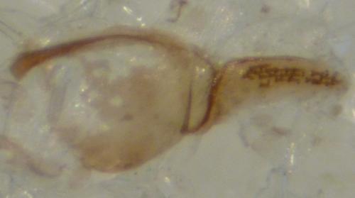 Coleophora sp.