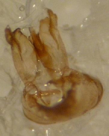 Réf. 158 909 : Nemapogon granella