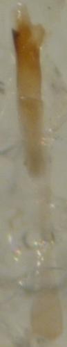 Réf. 158 910 : Nemapogon granella