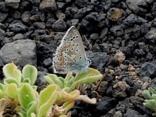 Polyommatus celina