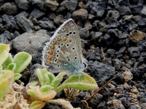 Polyommatus celina