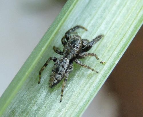Marpissa muscosa